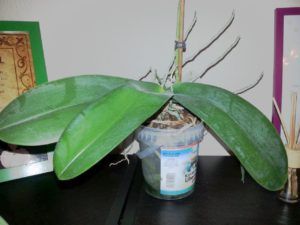 Savanyúságos vödör hasznosítás - orchidea