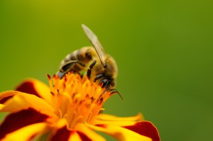 Bee Pollinating Marigold (Tagetes) Flower
