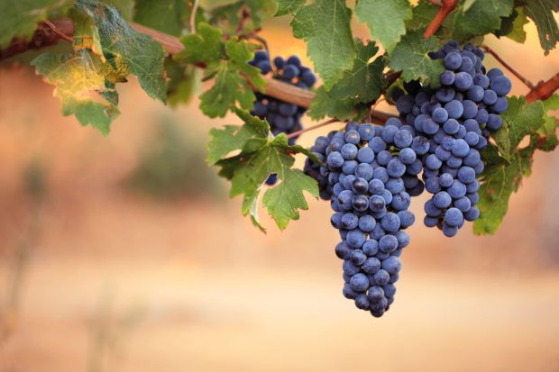szőlőtőkék, szőlő, szőltermesztés